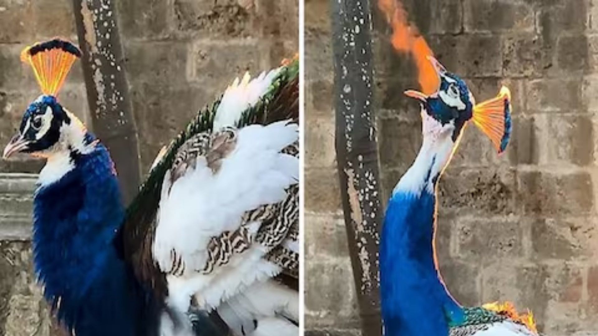 Viral Video: peacocks breath creating fire from mouth know the reason behind it