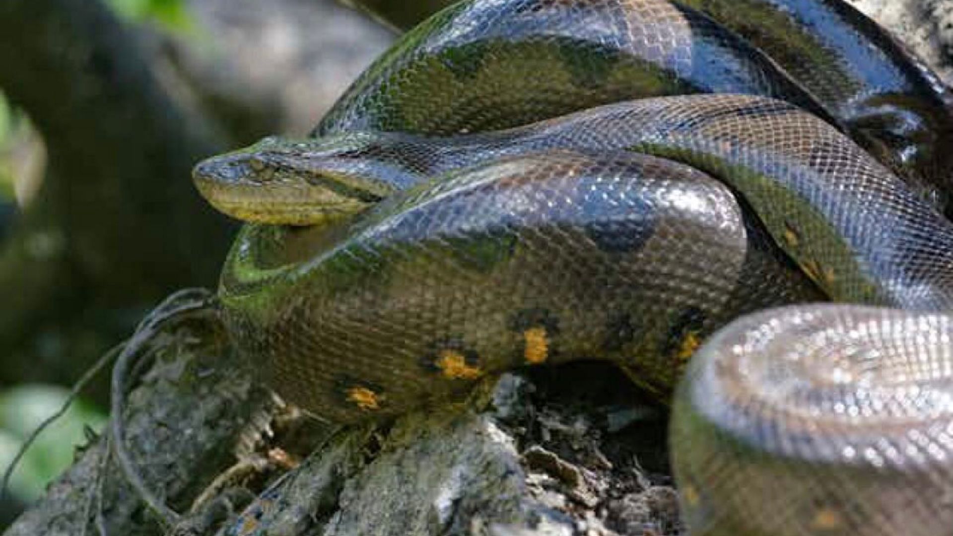 Green Anaconda world's most heaviest snake found northern green anaconda