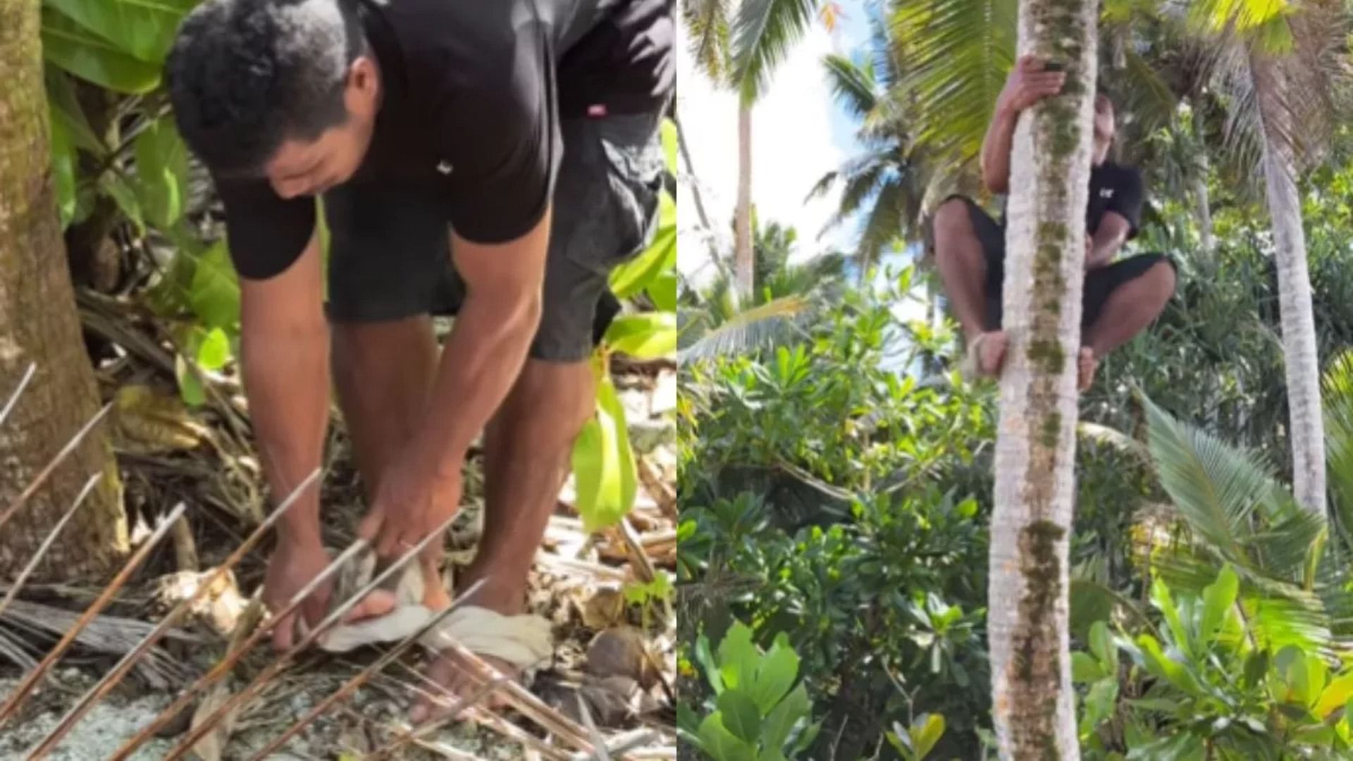 the man stuck a tshirt in his legs and easily climbed the coconut tree video viral on internet