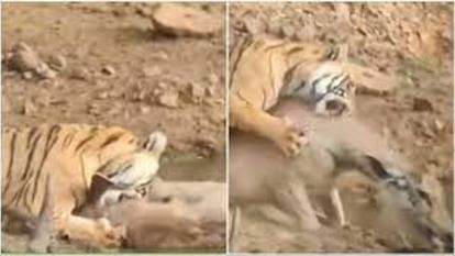 पानी पी रहे हिरण का बाघिन ने ऐसे किया शिकार
