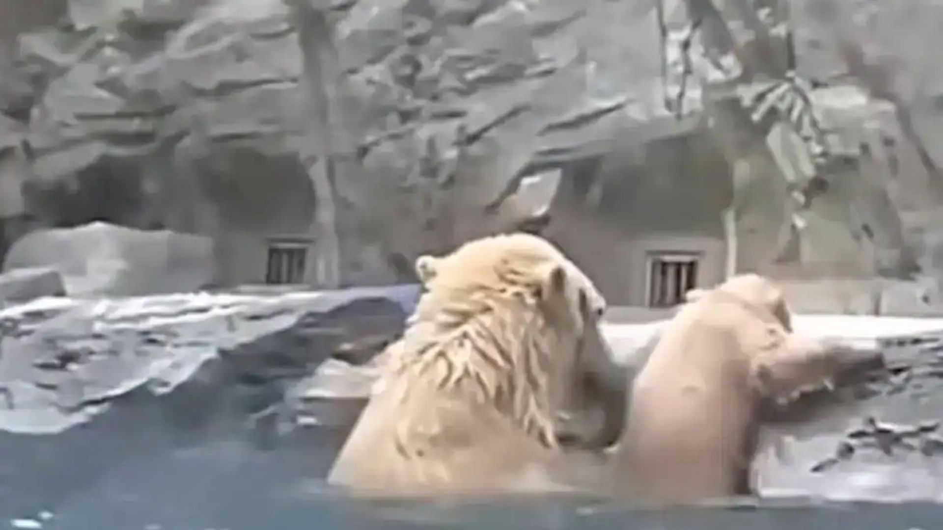 Viral Video: Polar Bear Rescues Cub From Drowning Video Is Viral