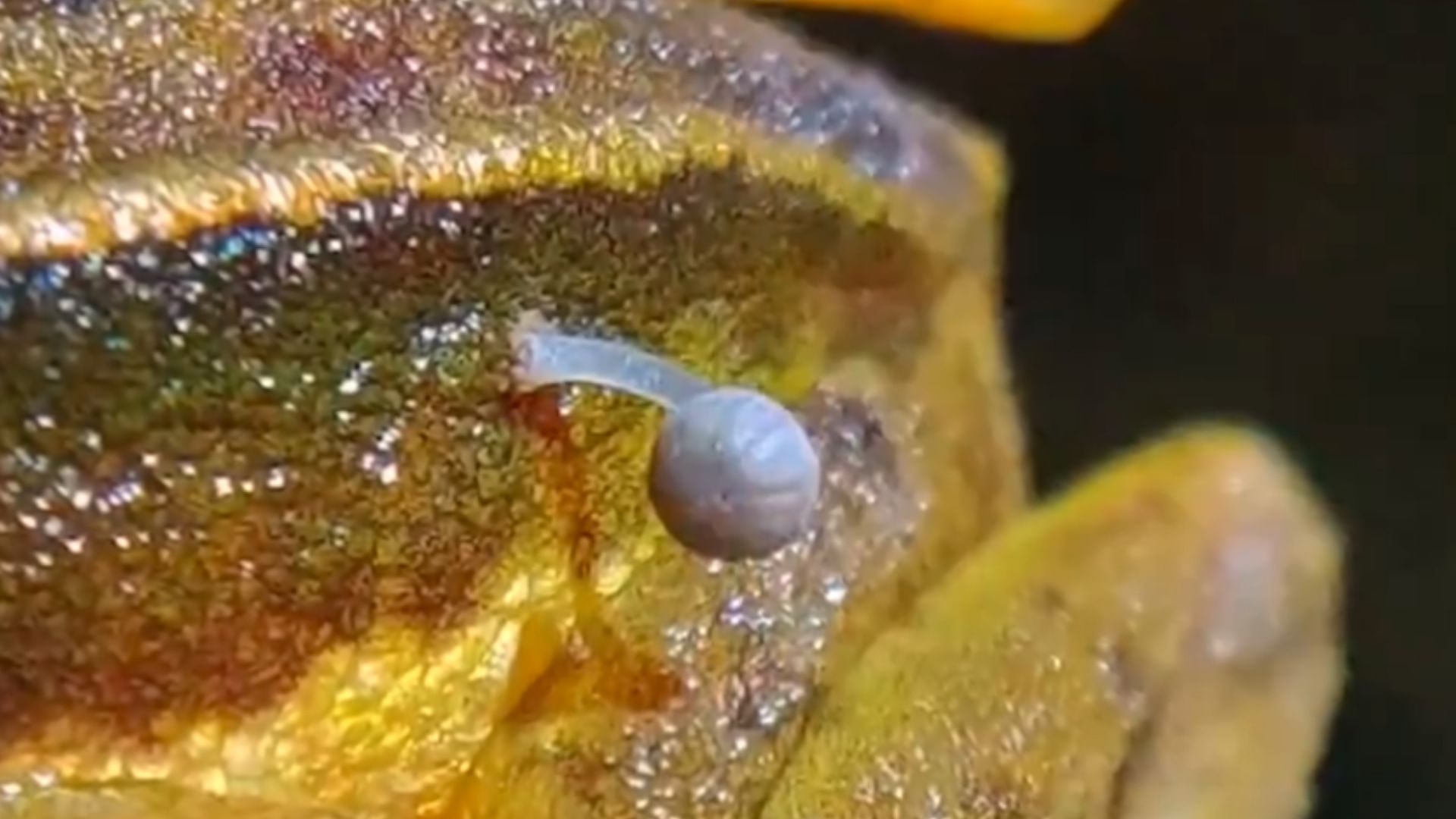 Viral News: Mushroom growing on a frog in India baffles scientists
