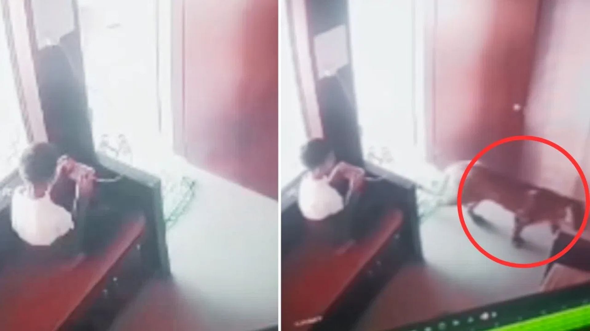 Kid Close Encounter With Leopard He Managed To Trap Wildcat Inside Home Watch Viral Video