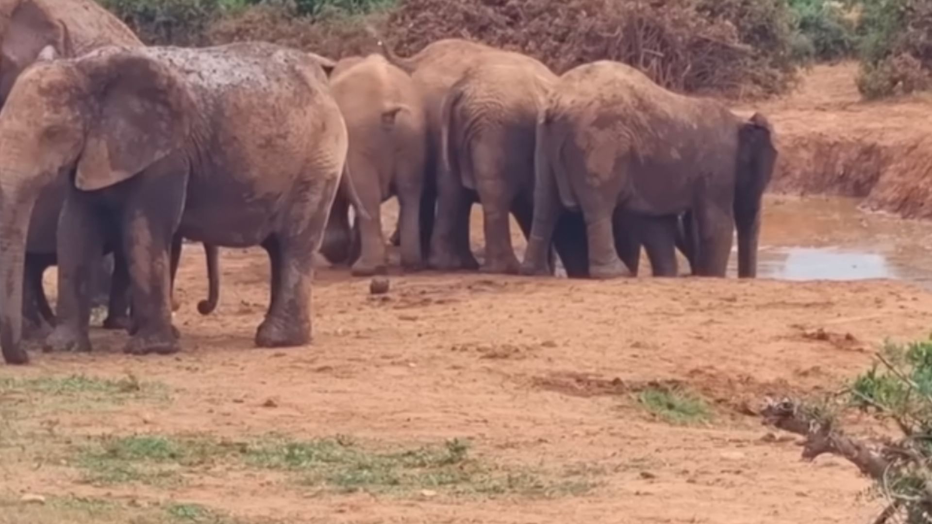 Viral Video: herd of elephants gathered to save baby elephant viral video wins internet heart
