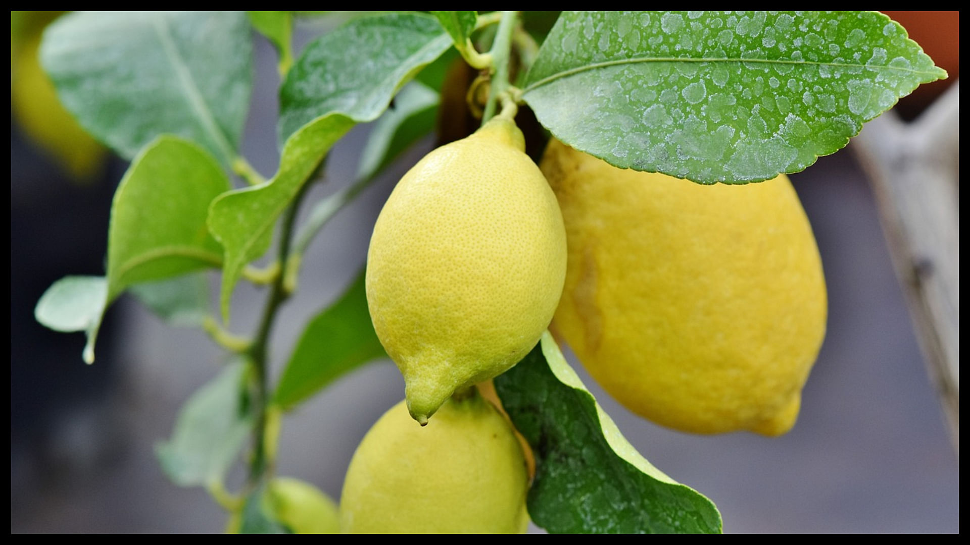 Lemon worth Rs 35 thousand offered in a temple in Tamil Nadu what was so special about lemon