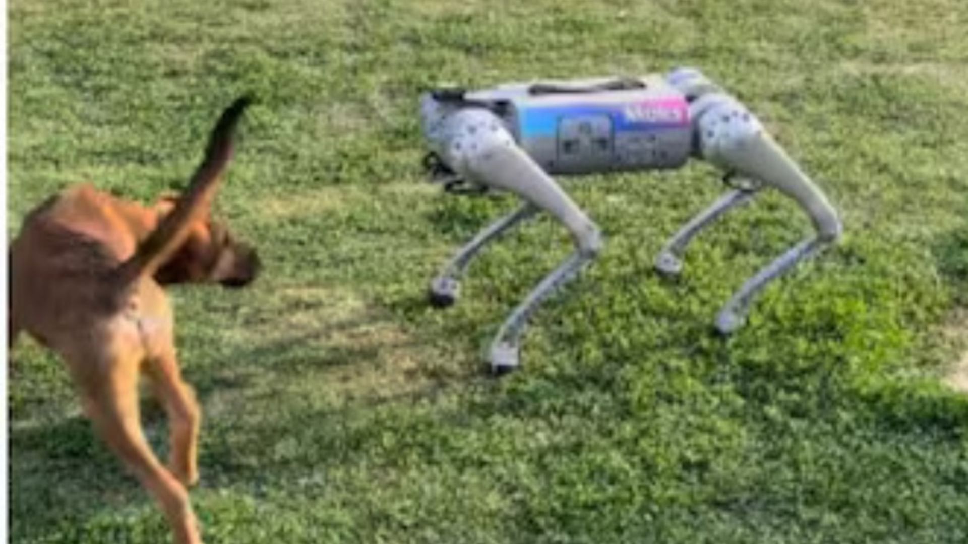 Viral Video: How stray dogs at IIT Kanpur reacted to this Robotic dog