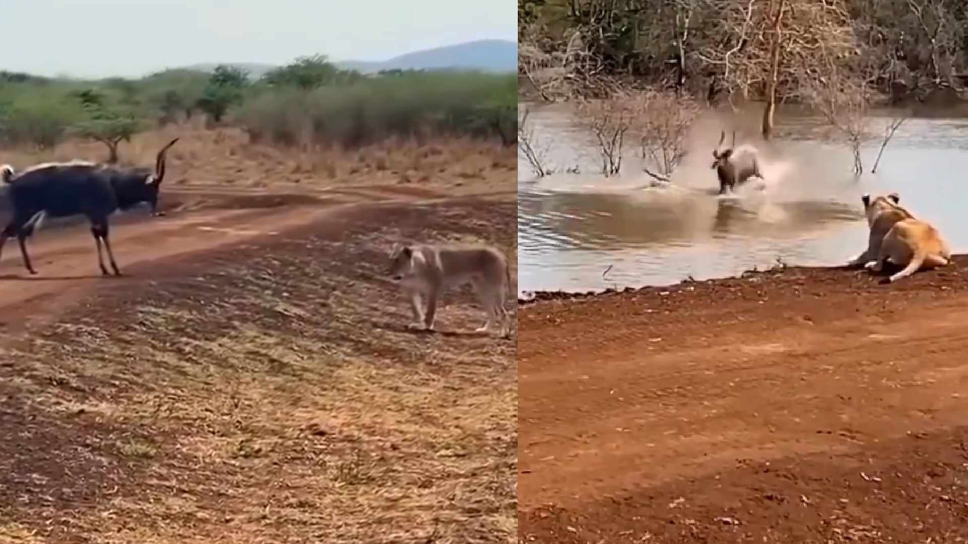 Viral Video: Deer Who Gave Tough Fight To Tiger And Saved Himself