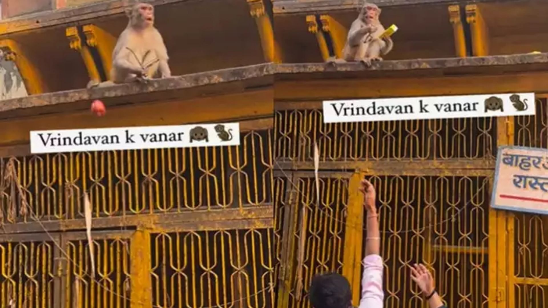 Vrindavan ke Bandar Ka Video:  Monkey In Mathura Vrindavan Agreed To Give Spects For Frooty Video Goes Viral