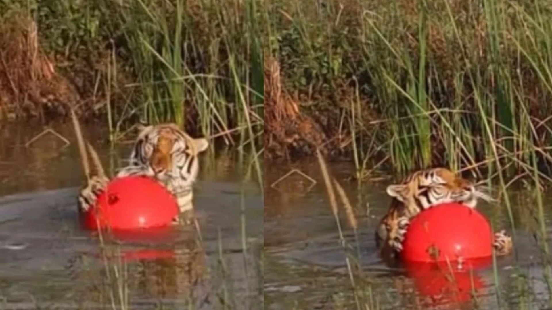 Tiger enjoys With Ball And Enjoying In Water Video Is Going Viral On Social Media