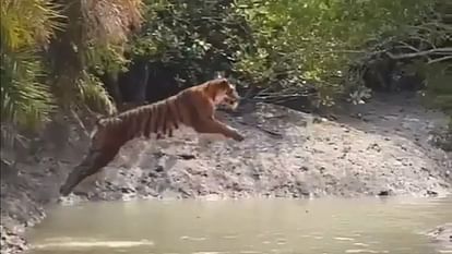 टाइगर ने नदी पार करने के लिए लगाई 20 फीट लंबी छलांग