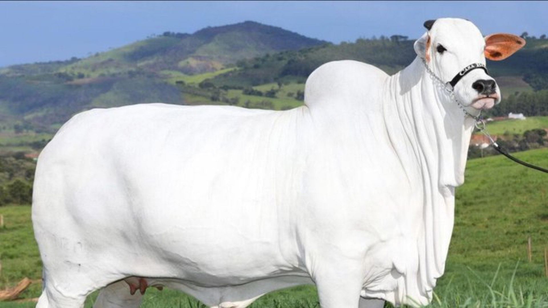 The world's most expensive cow was sold in Brazil for around $4.8 million