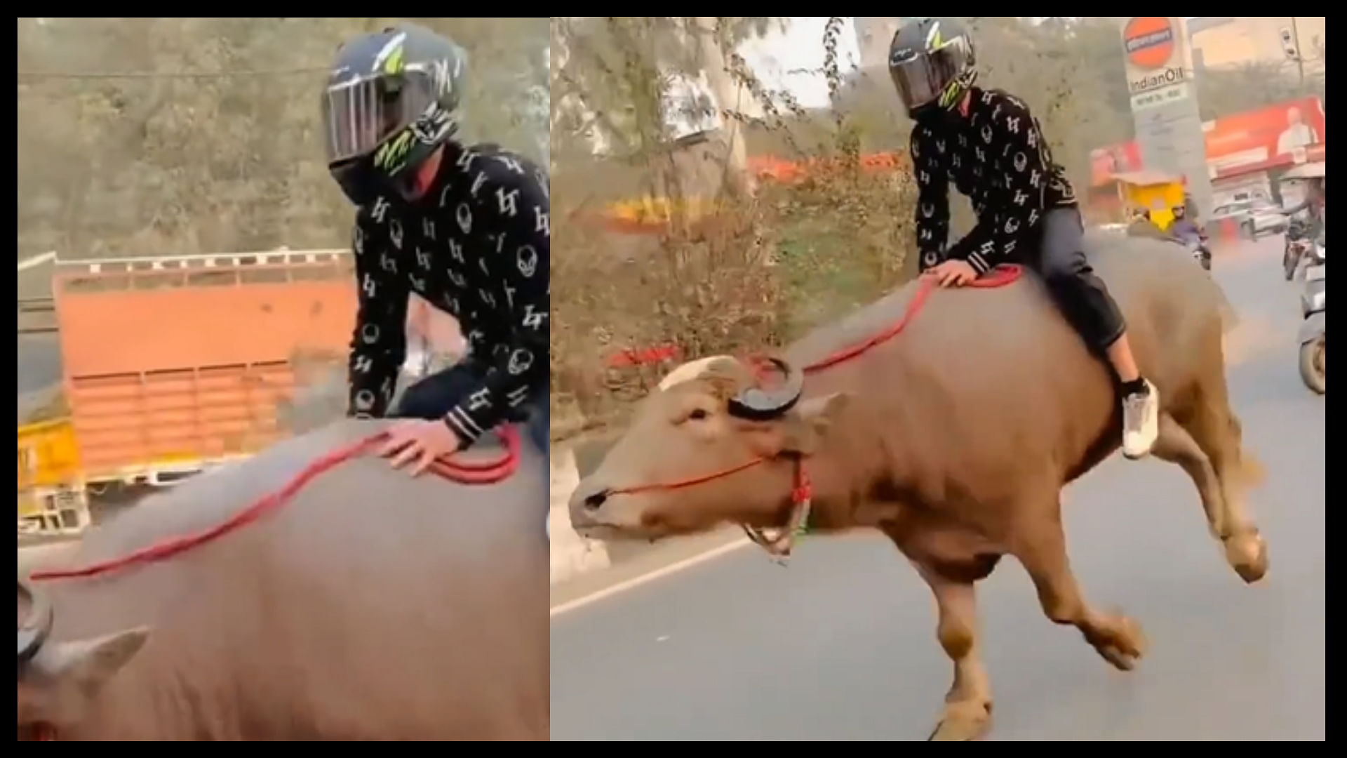 Boy riding buffalo on road like bike video viral on social media