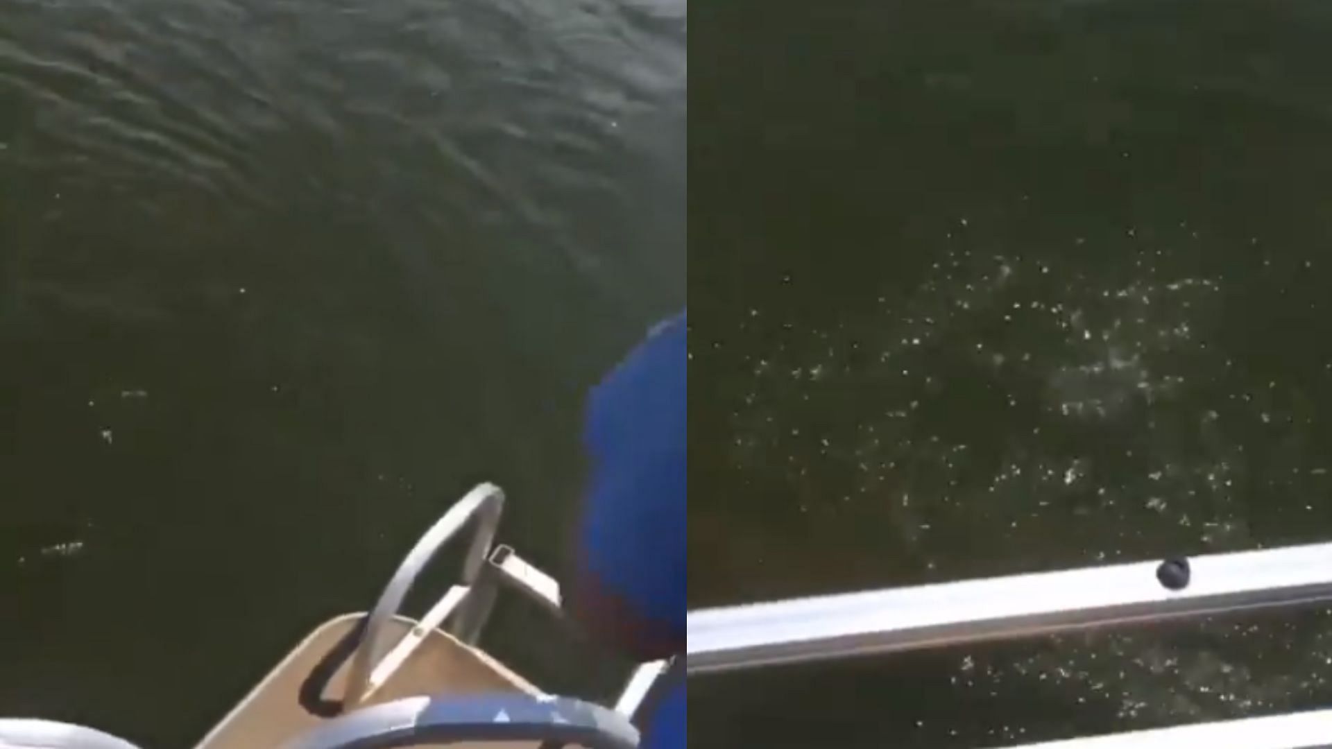 Viral Video man catching fish suddenly crocodile came