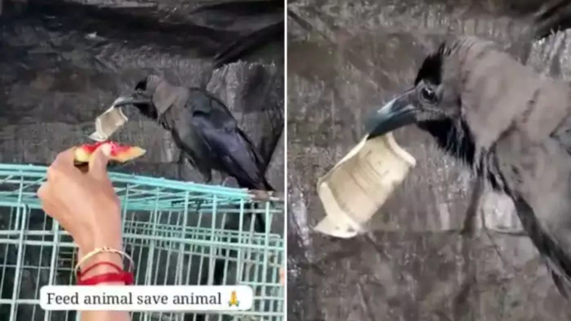 Viral Video Clever Crow Flies With 500 Rupee Note Watch Viral Video