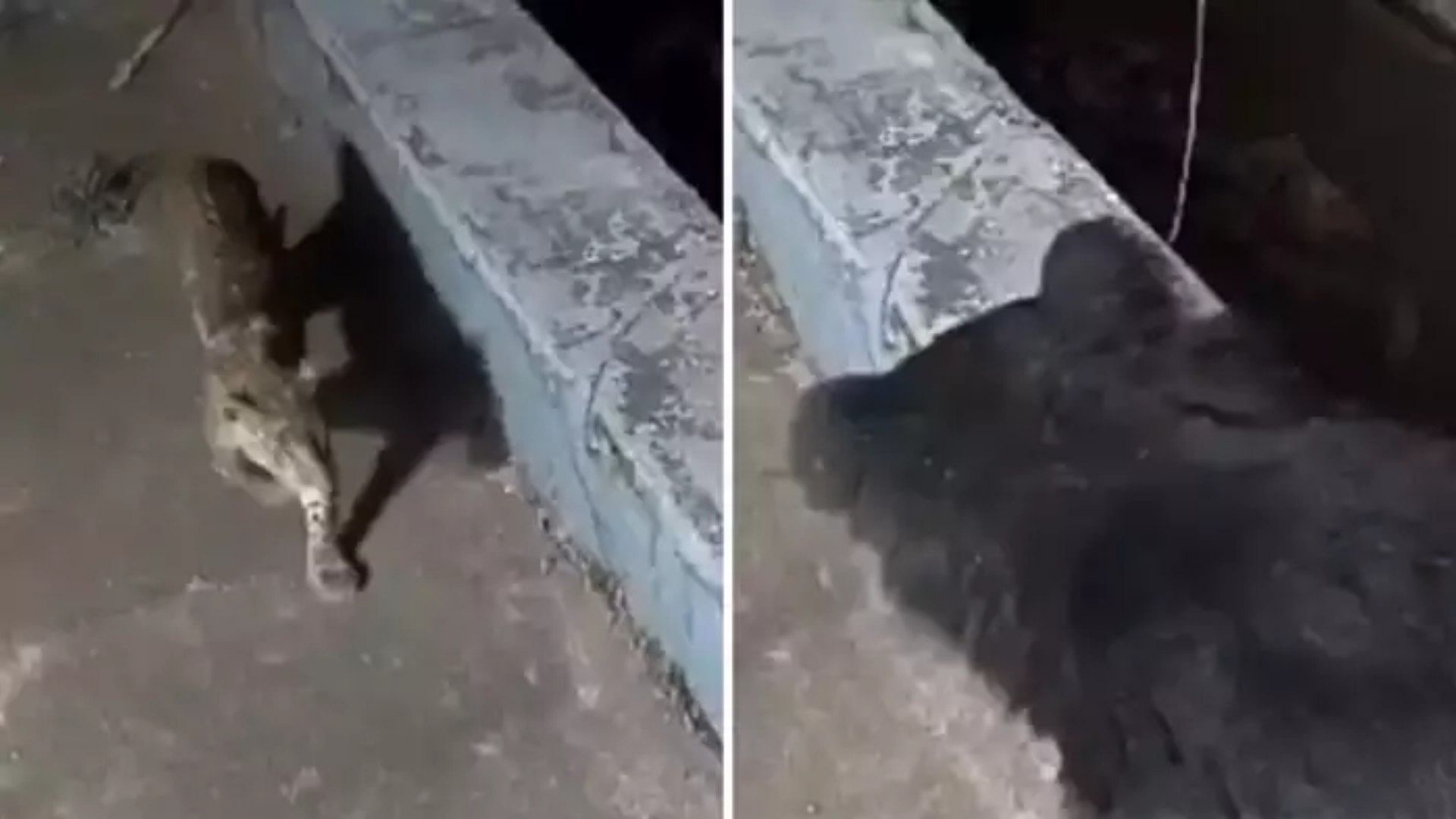 Viral Video: Leopard And Bear Spotted On Terrace Of House In Ooty Ifs Officer Post Video