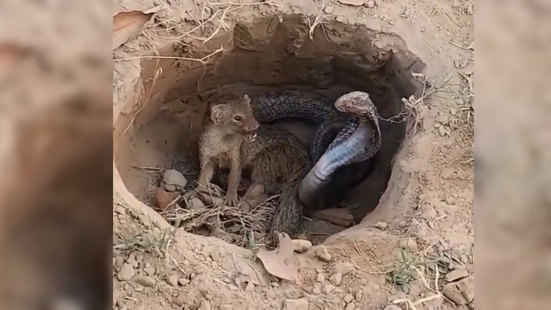 Viral Video: Watch Video Snake And Mongoose Shocking Fight Video Goes Viral