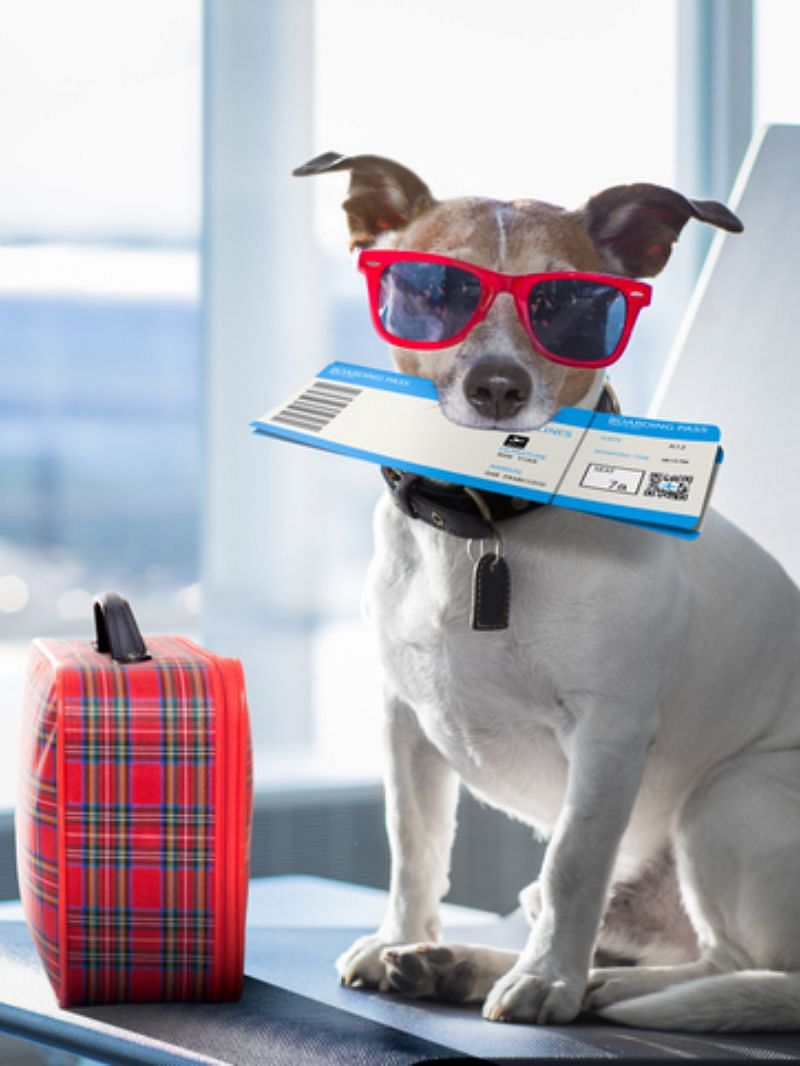 bark air launches first luxury airlines for dogs promises to offer first class experience