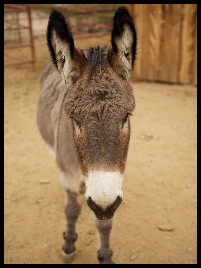 Donkey population in india state wise and donkey milk benefits