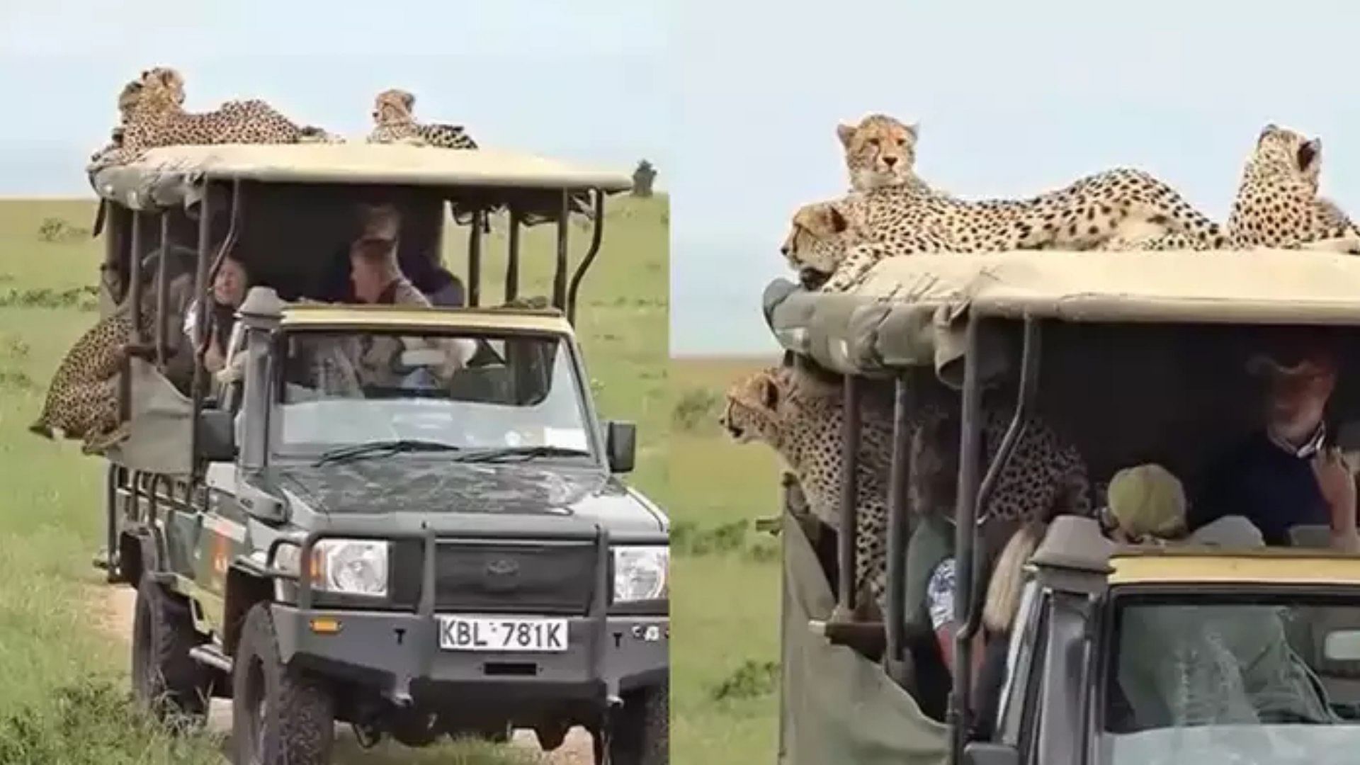 jungle safari video of cheetah Seen Climbing And Playing On Open Jeep Watch Viral Video