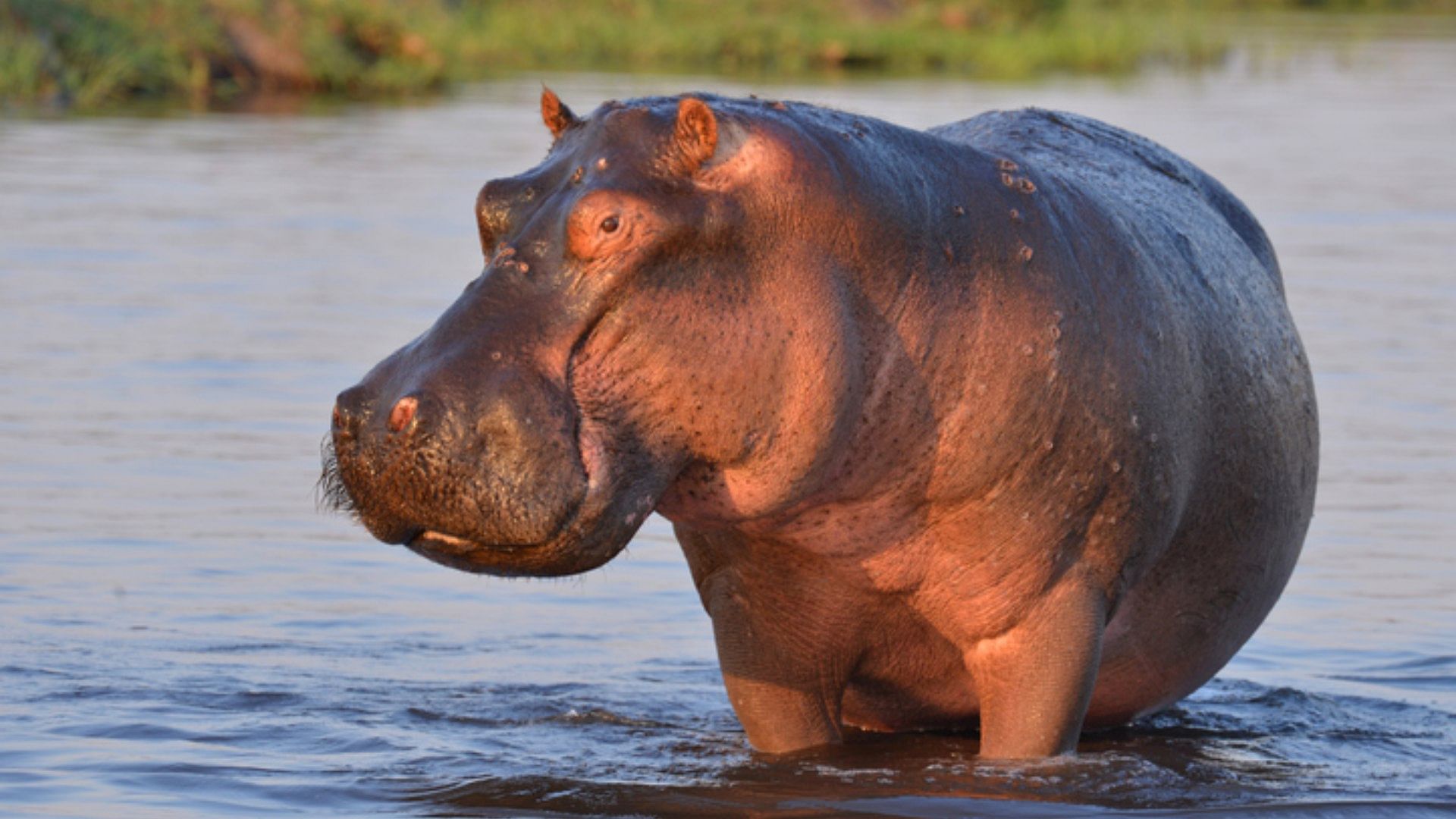 Viral News: Japan Zoo Discovers Male Resident Hippo Is A Female After 7 Years