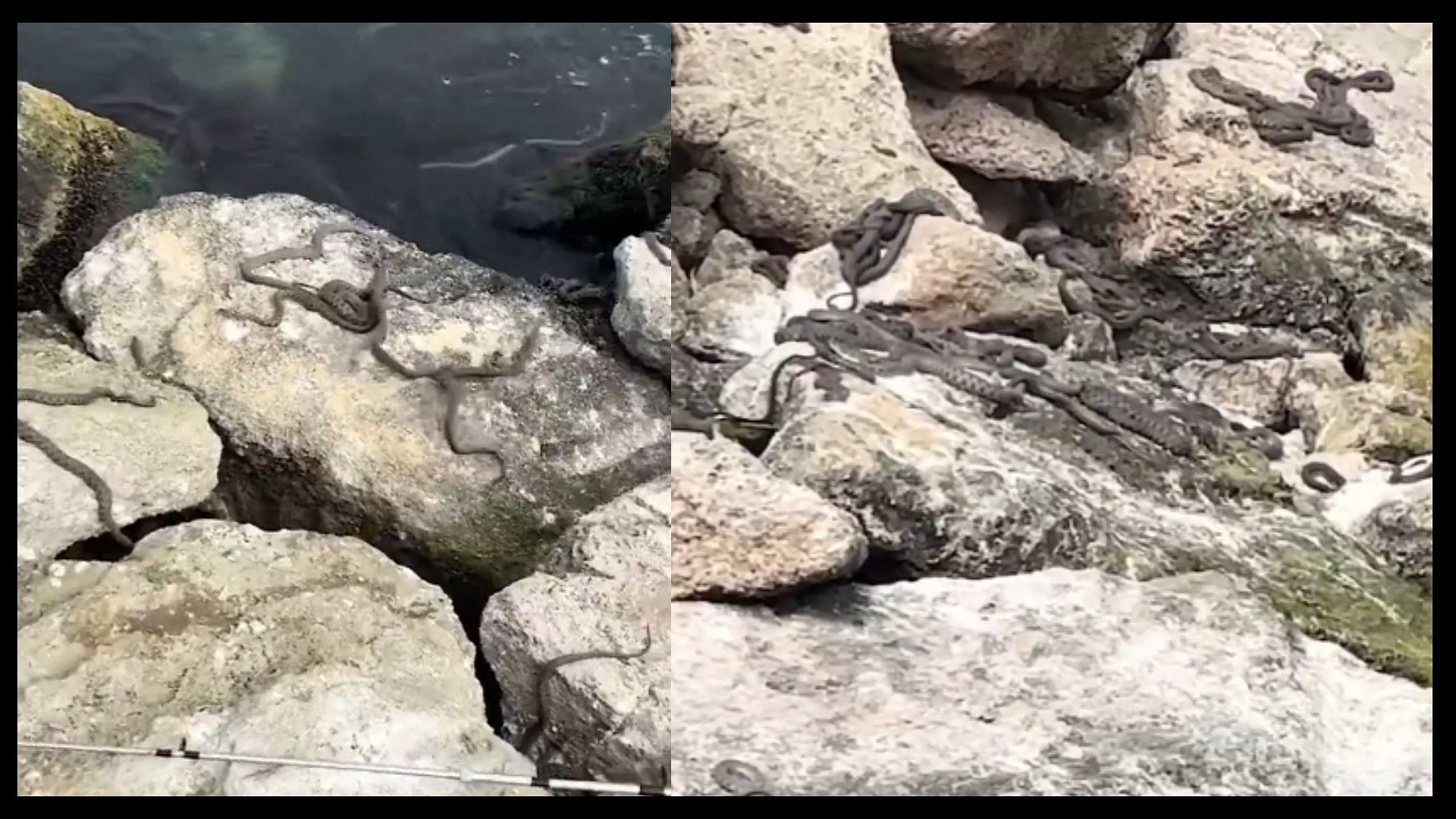 Island of snakes saw thousands of snakes crawling everywhere video viral on social media