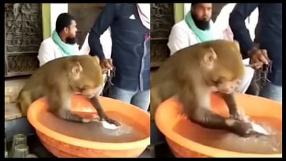 ढाबे में बर्तन धोता बंदर