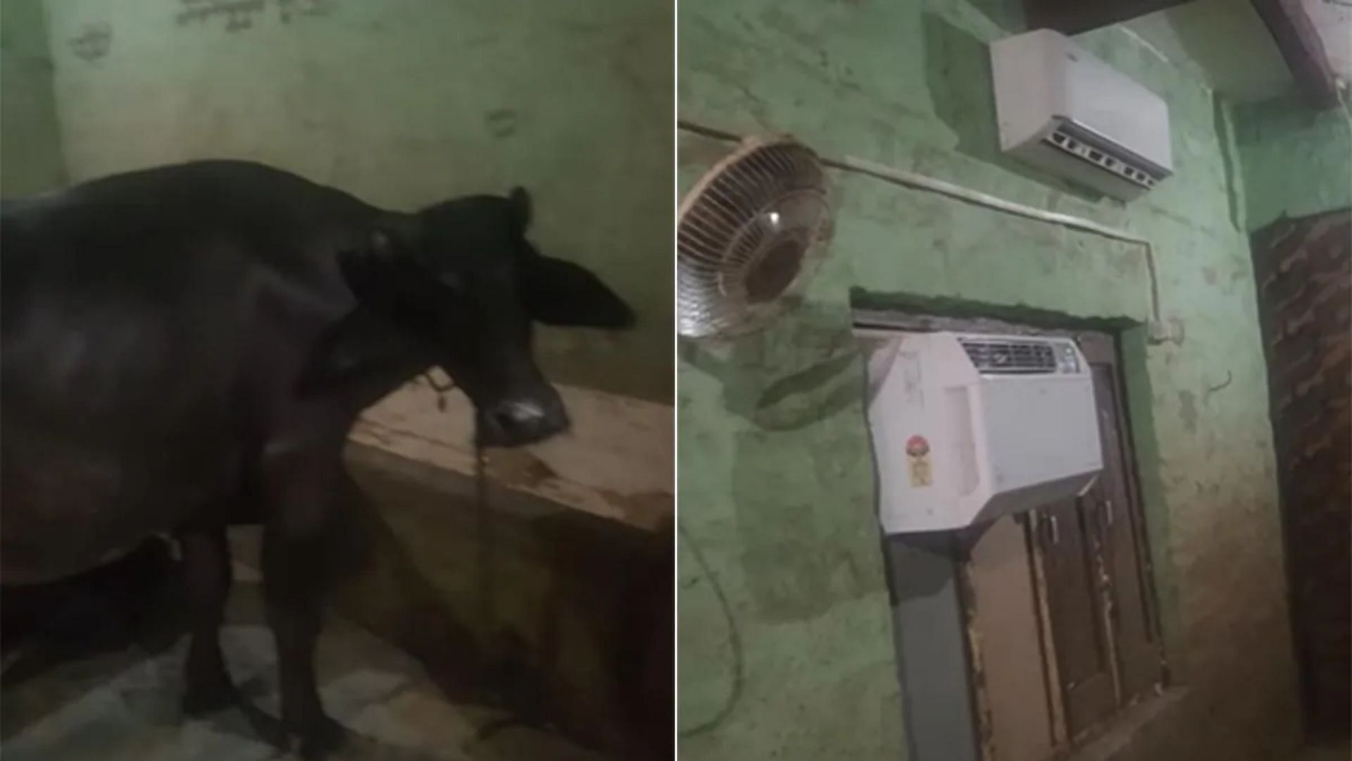 Man installed ac in buffalo stable video goes viral on social media