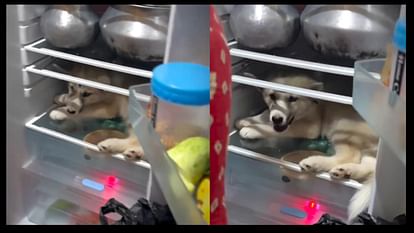 गर्मी से बचने के लिए घर के फ्रिज में बैठा कुत्ता