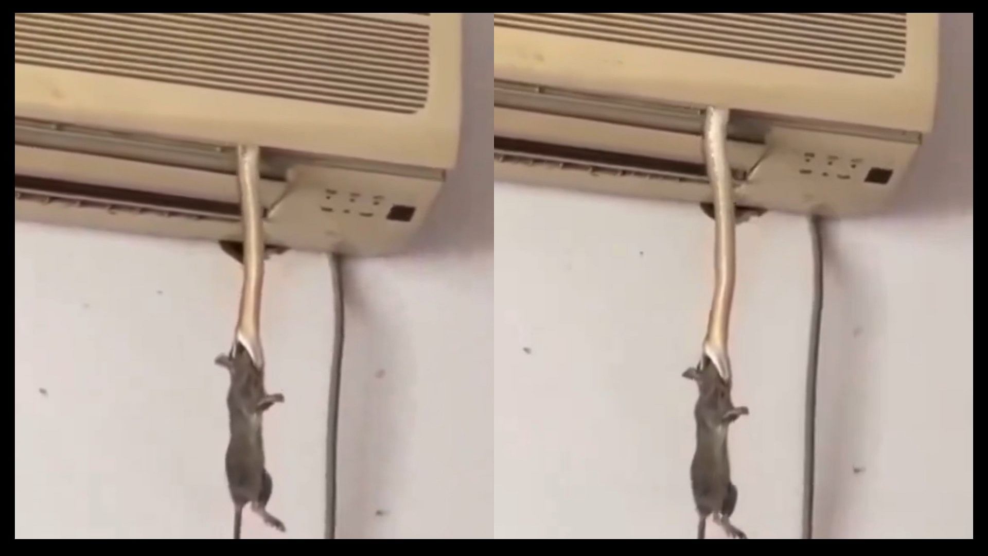 Viral video Snake entered in air conditioner after hunting the rat