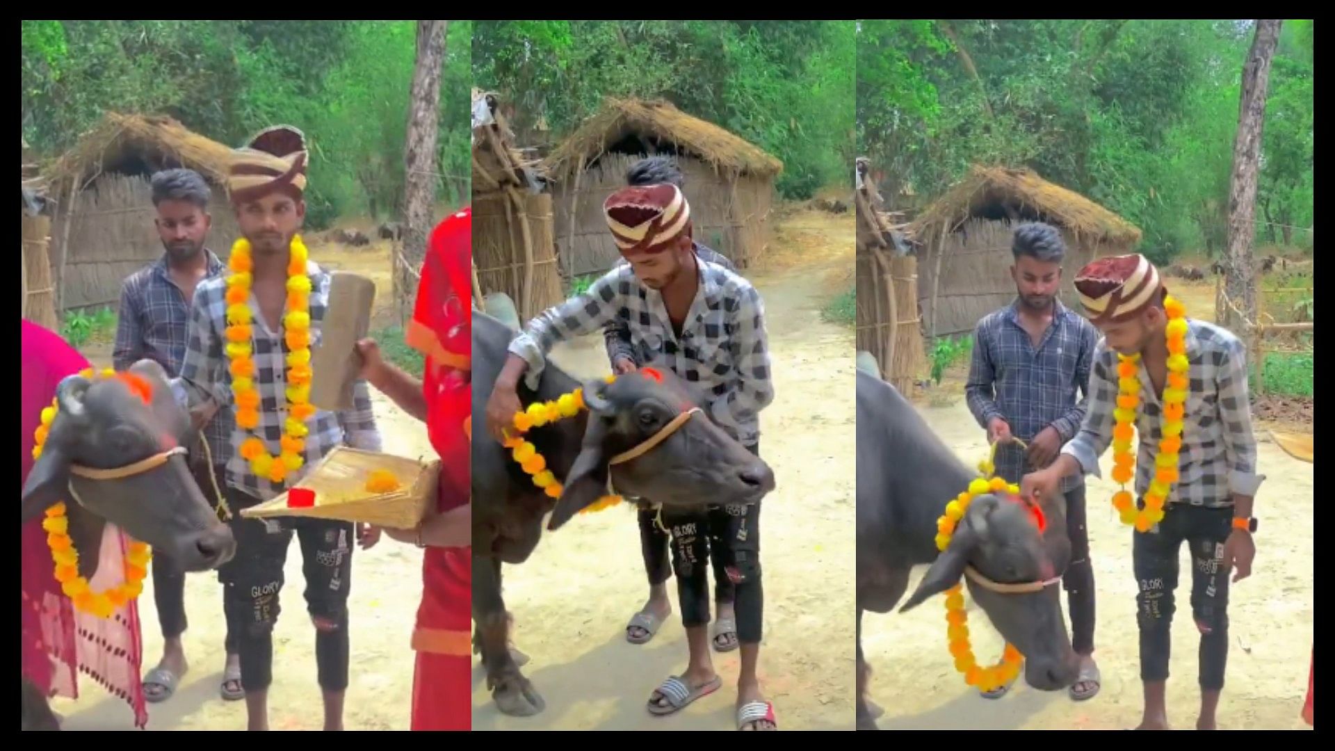 A man married a buffalo with full rituals video viral on social media