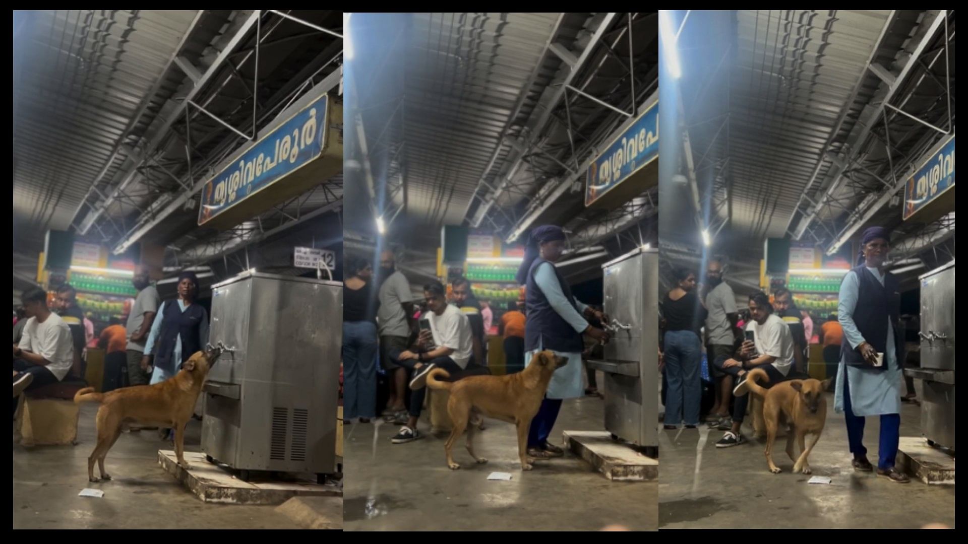 Heartwarming viral video woman helps thirsty dog drinking water