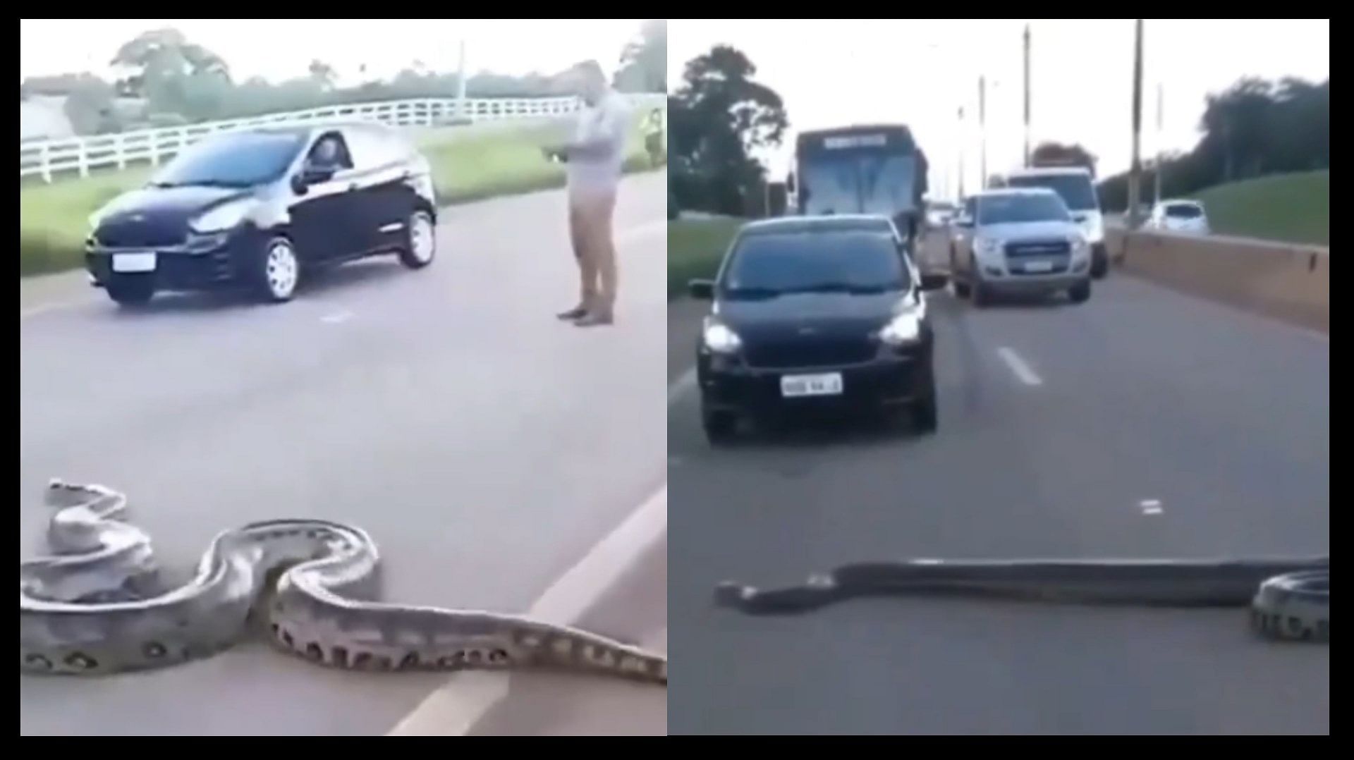 Viral video Traffic stopped after seeing the giant python