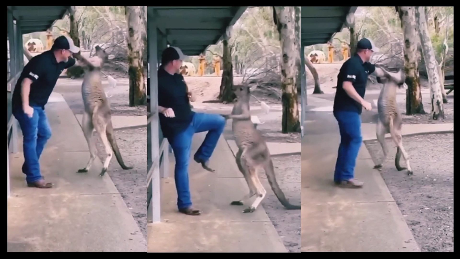 Amazing fight between man and kangaroo video viral on social media