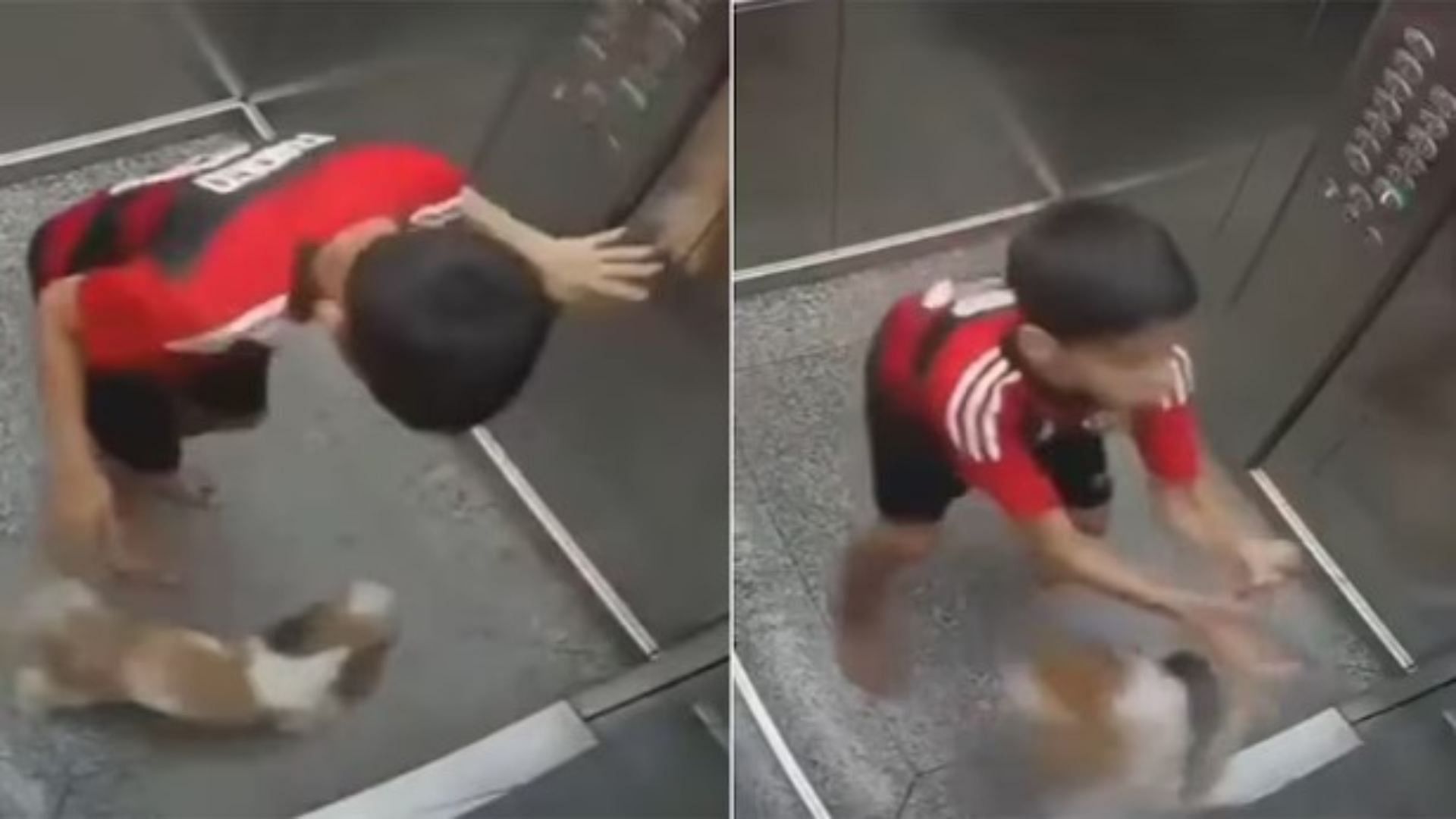 heroic kid risked his own life to save a little puppy life video went viral on social media