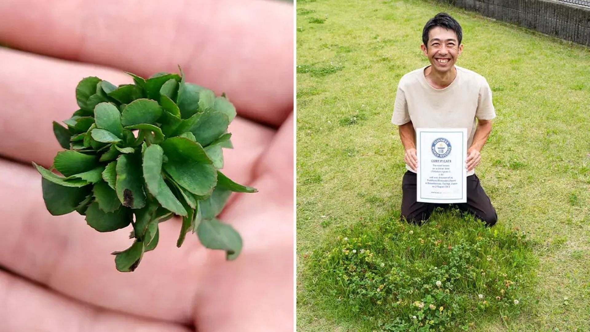 Record breaking 63 leaf clover grown by Japanese man setting a new guinness world record