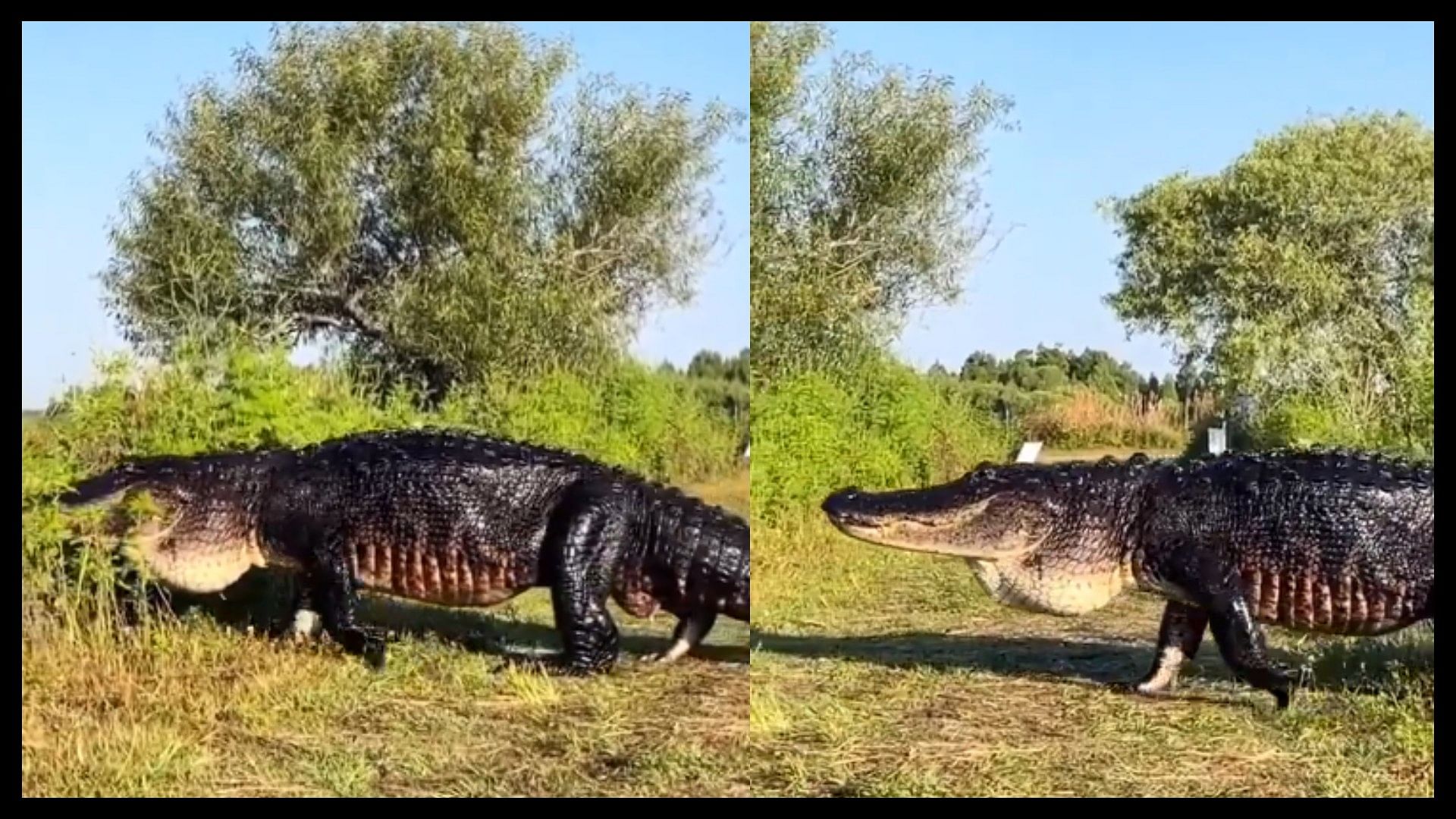 Viral video world largest crocodile found in the forest