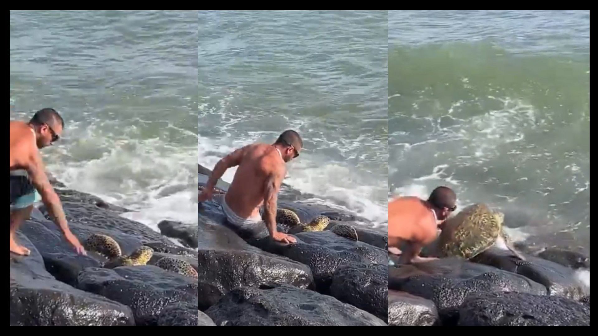 Man helps turtle stuck between stones heart touching video viral on social media