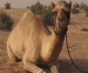 राजस्थान में ऊंट राज्य पशु घोषित - Camel Declared The State Animal In Rajasthan. - Amar Ujala Hindi News Live राजस्थान में ऊंट राज्य पशु घोषित - Camel Declared The State Animal In Rajasthan. - Amar Ujala Hindi News Live