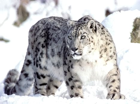 हिमाचल में राज्य पशु के वजूद पर मंडराया बड़ा खतरा - Snow Leopard Is  Endangered In Himachal Pradesh - Amar Ujala Hindi News Live