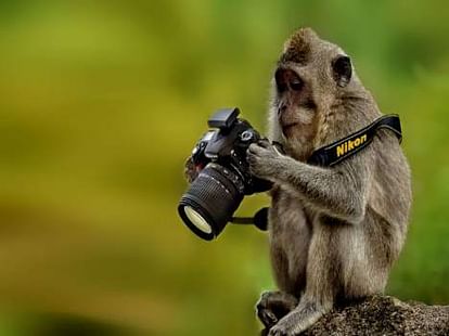 ये जानवर निकले हमसे भी अच्छे फोटोग्राफर, सबसे क्यूट तस्वीरें - Animals  Clicking Best Of Images - Amar Ujala Hindi News Live