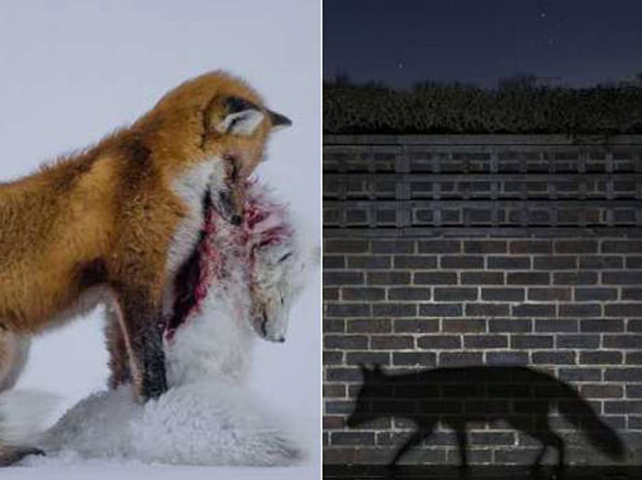 award winning wildlife photographs