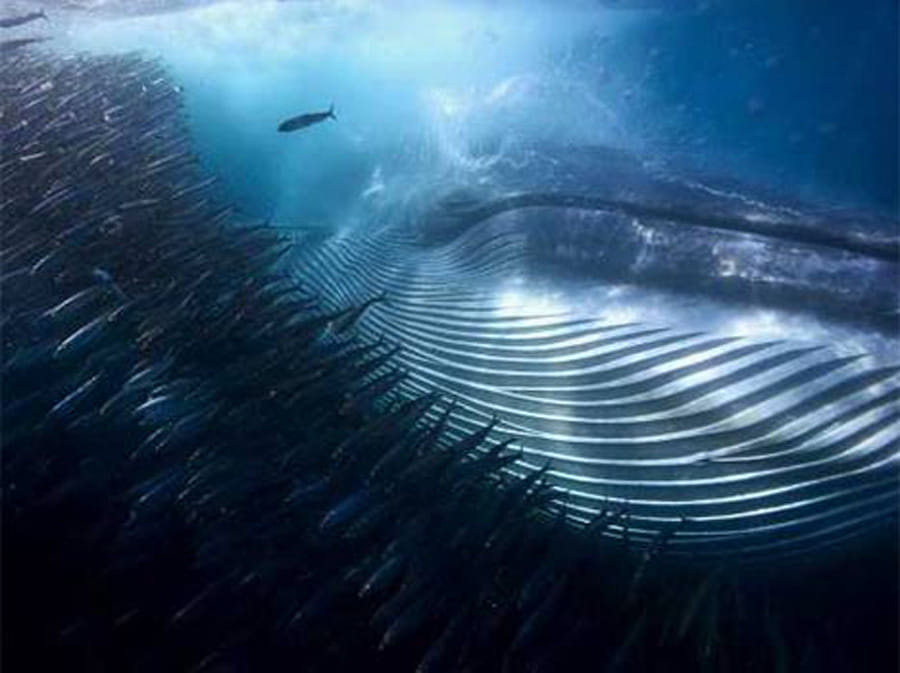 award winning wildlife photographs