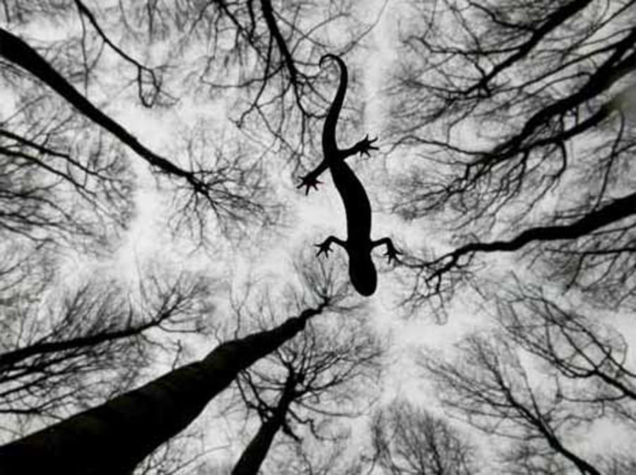award winning wildlife photographs