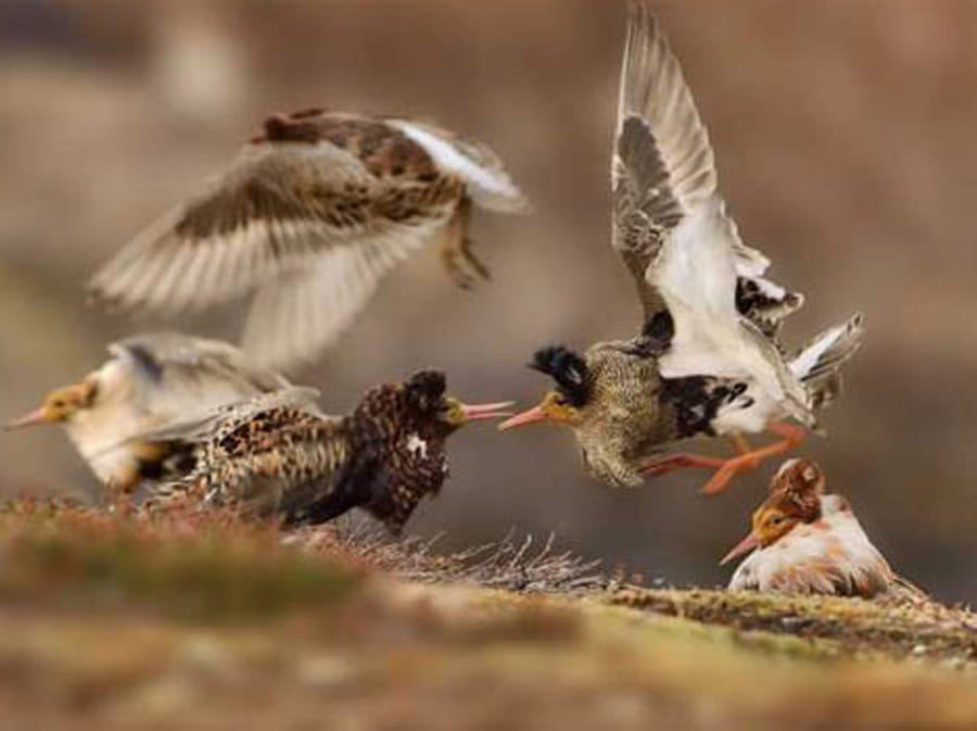 award winning wildlife photographs