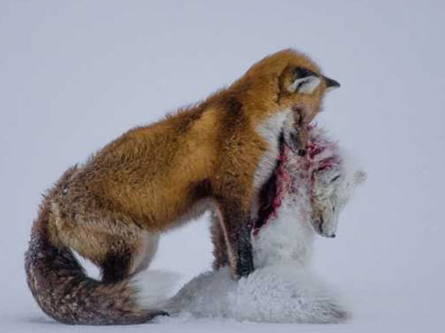 award winning wildlife photographs