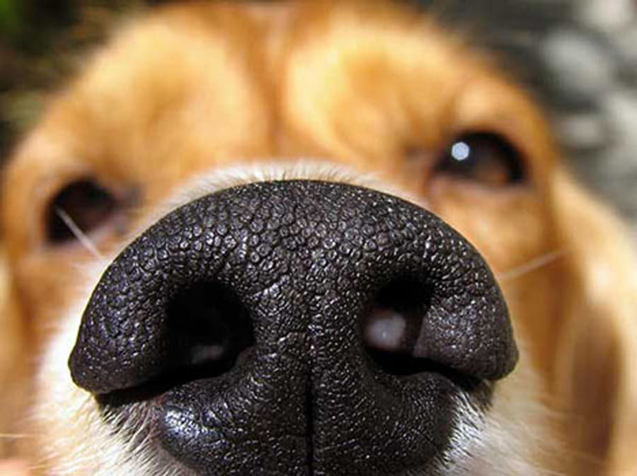 dogs interesting facts 