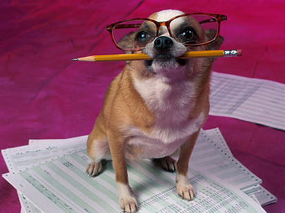 dogs interesting facts 
