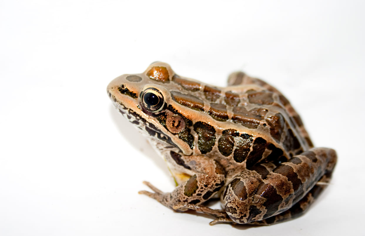 Frog poison kambo became Wonder Drug