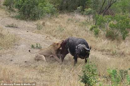  clever buffalo evades death