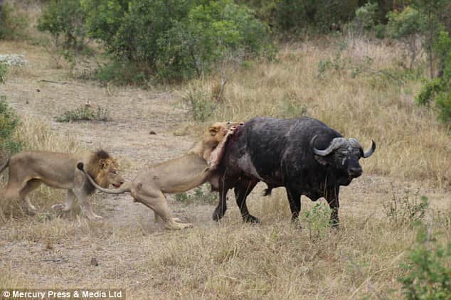  clever buffalo evades death